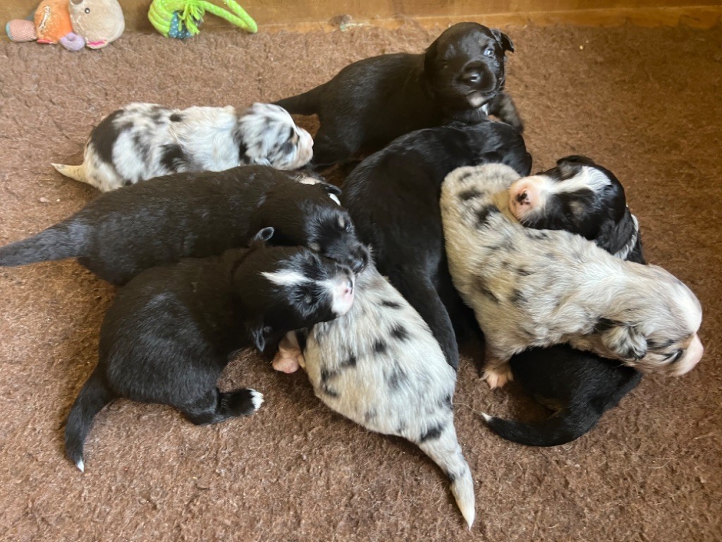 chiot Berger Américain Miniature  des Prairies d’Iloa