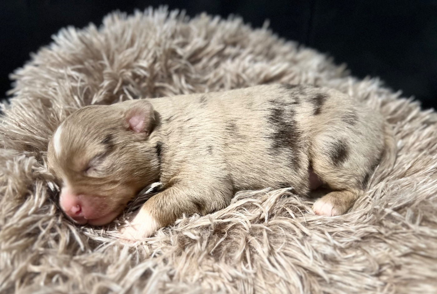 des Prairies d’Iloa - Chiots disponibles - Berger Américain Miniature 