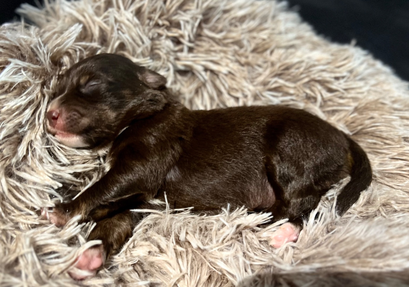 des Prairies d’Iloa - Chiots disponibles - Berger Américain Miniature 