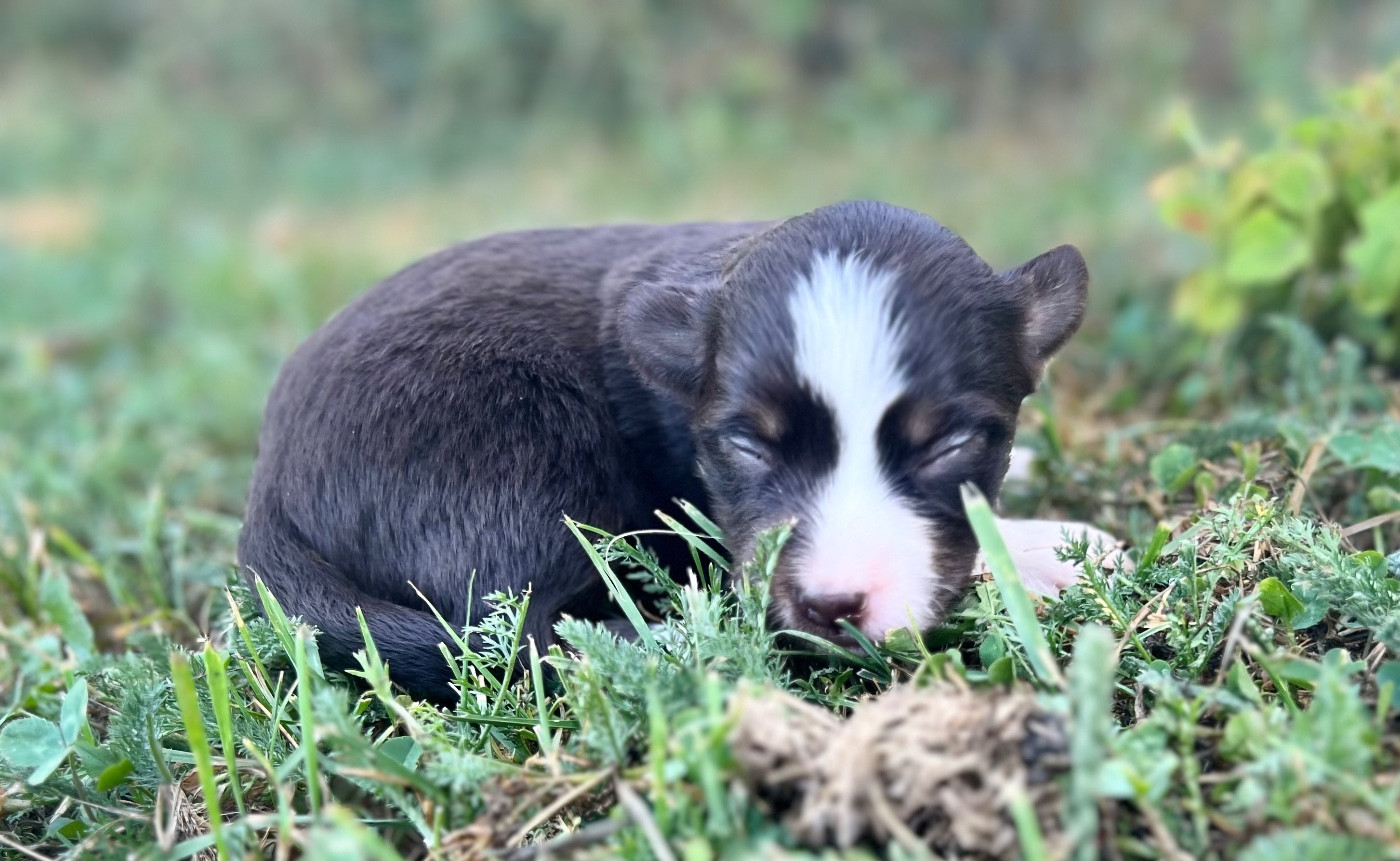 des Prairies d’Iloa - Chiots disponibles - Berger Américain Miniature 