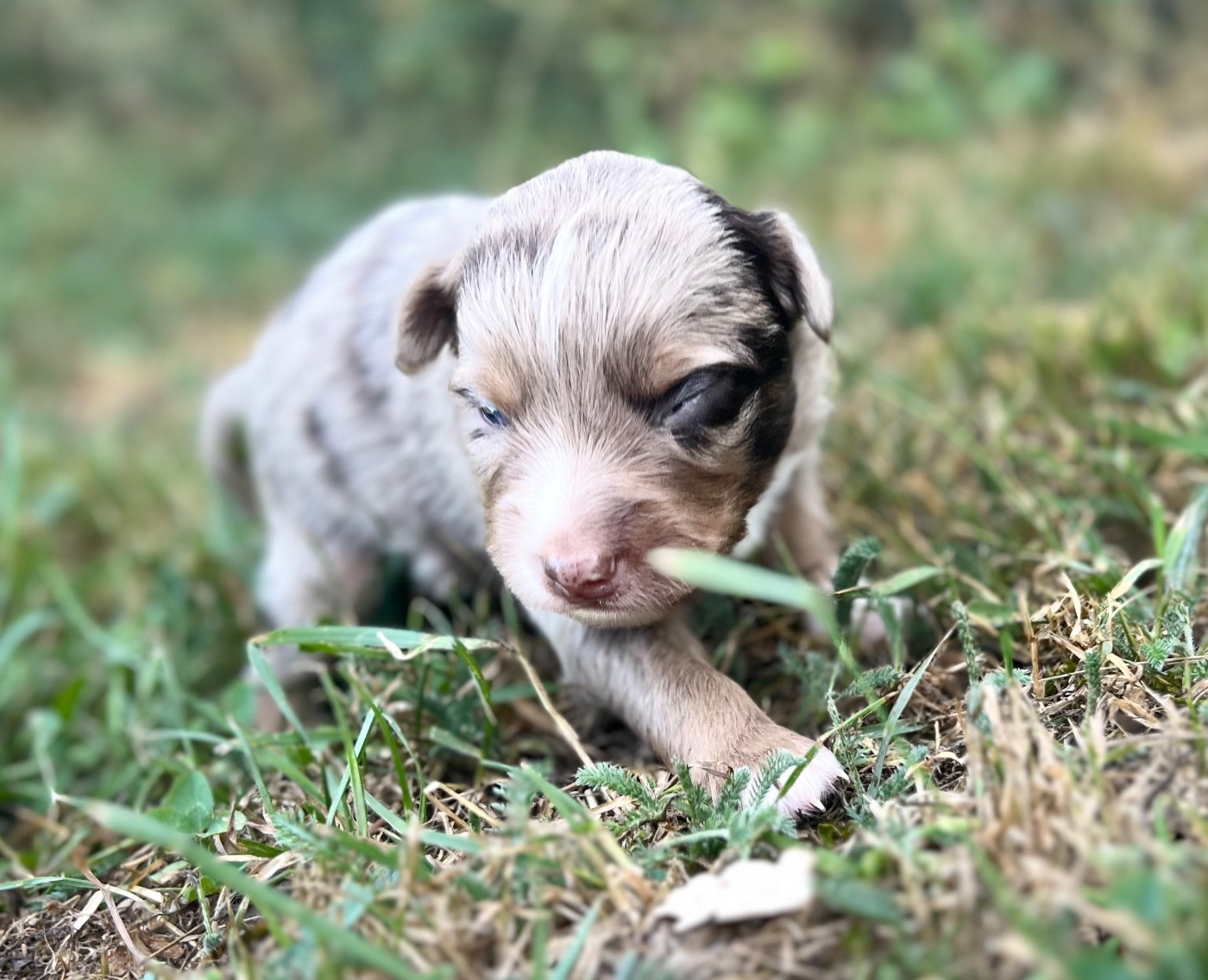 des Prairies d’Iloa - Chiots disponibles - Berger Américain Miniature 