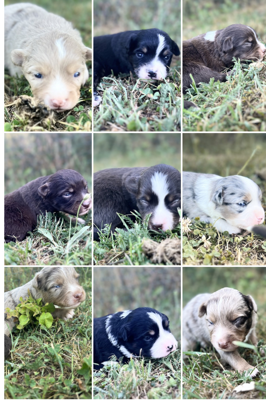Chiot Berger Américain Miniature  des Prairies d’Iloa