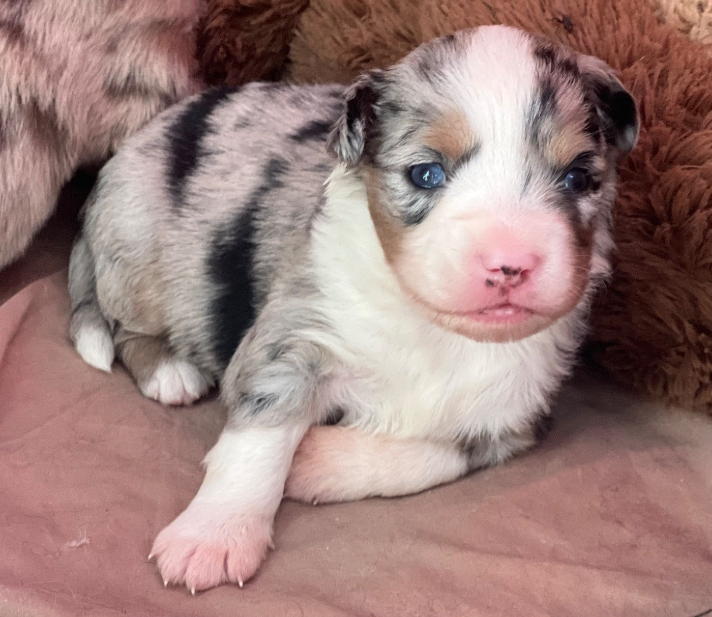 des Prairies d’Iloa - Chiots disponibles - Berger Américain Miniature 