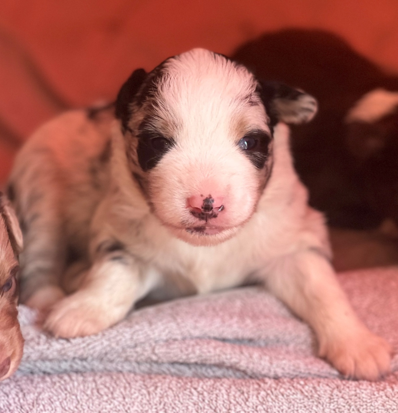 des Prairies d’Iloa - Chiots disponibles - Berger Américain Miniature 