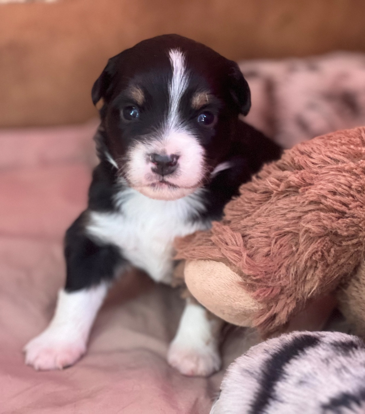 des Prairies d’Iloa - Chiots disponibles - Berger Américain Miniature 