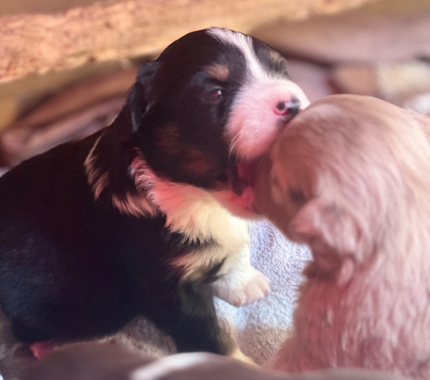 des Prairies d’Iloa - Chiots disponibles - Berger Américain Miniature 