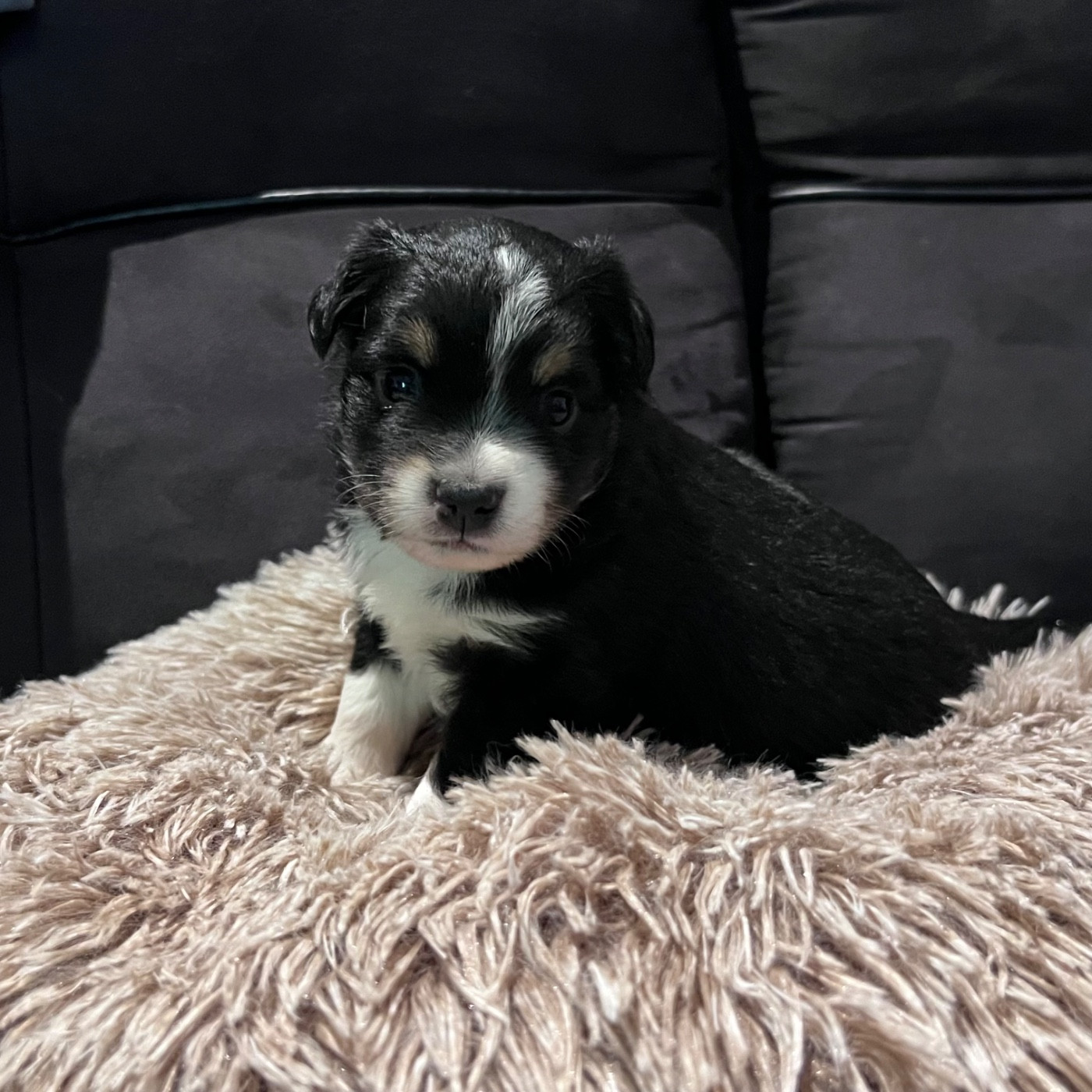 CHIOT 4