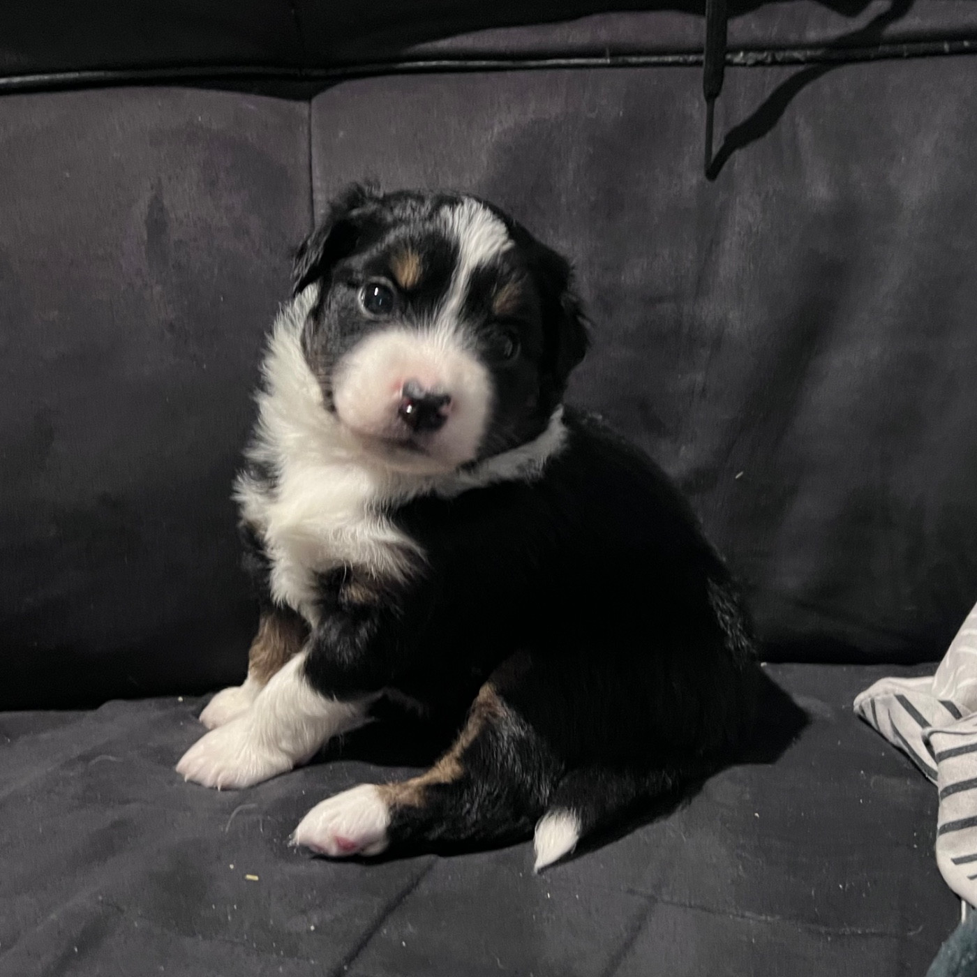 CHIOT 5