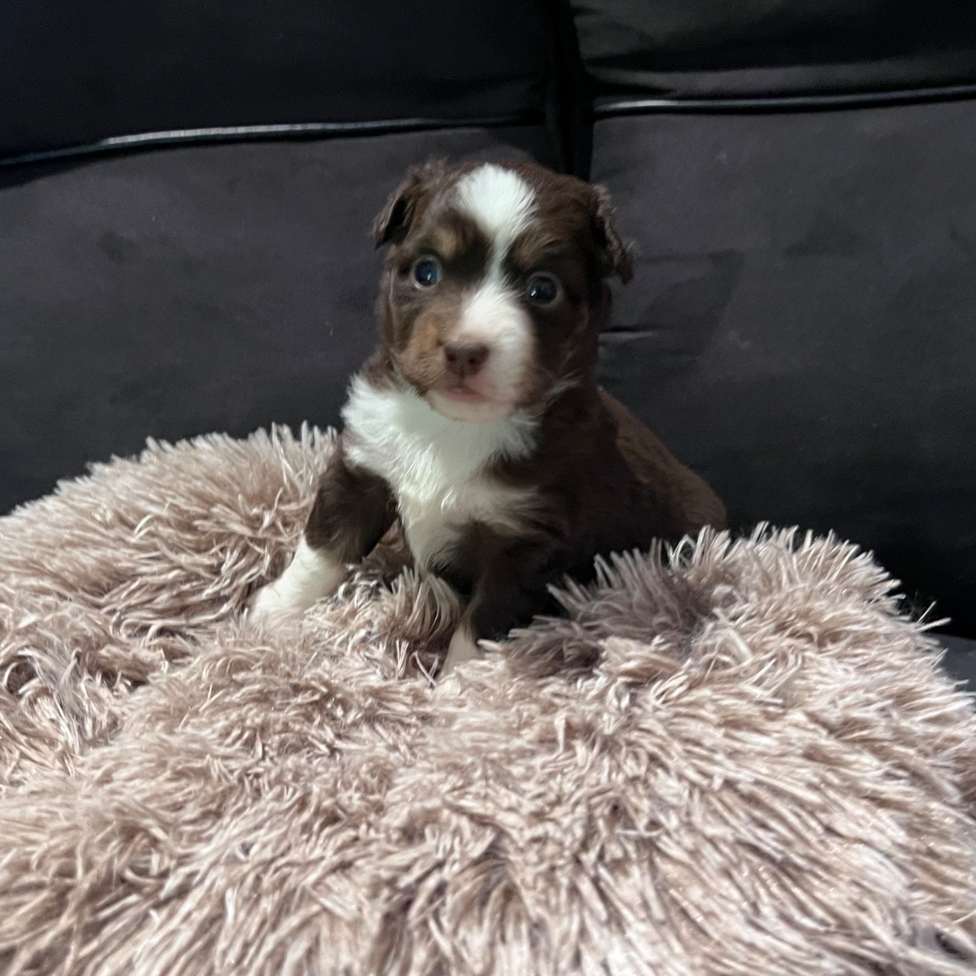 CHIOT 8