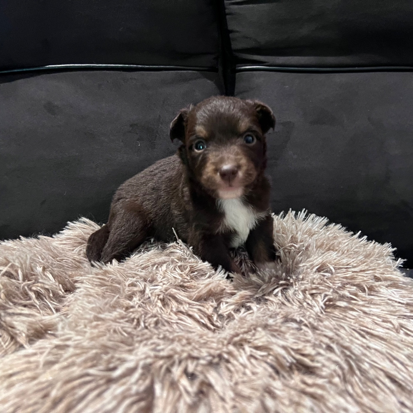CHIOT 11