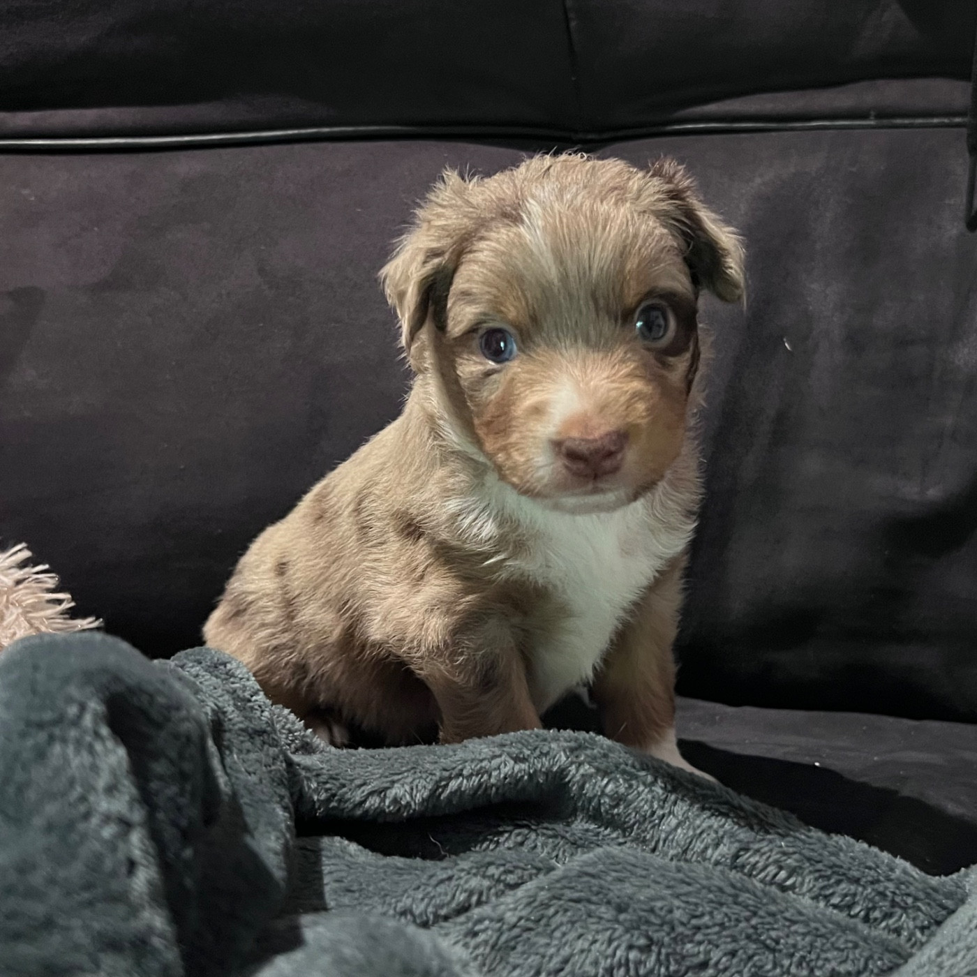 CHIOT 10