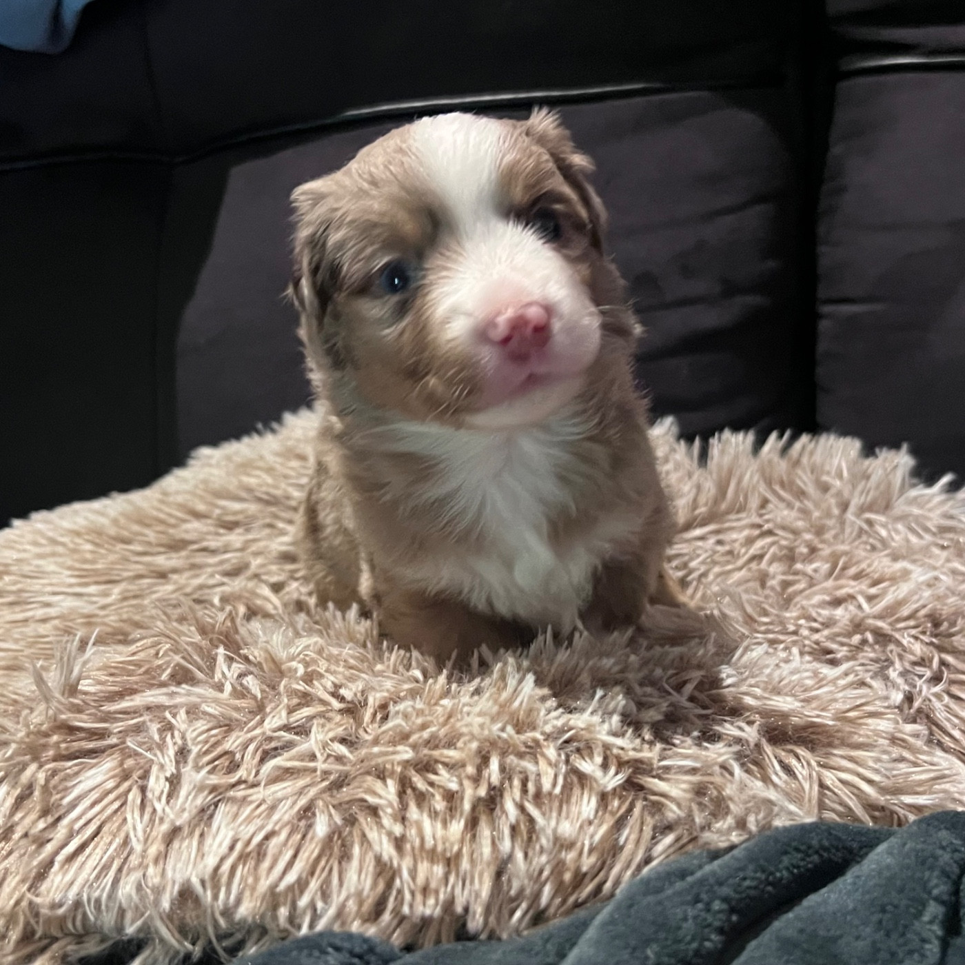 CHIOT 9