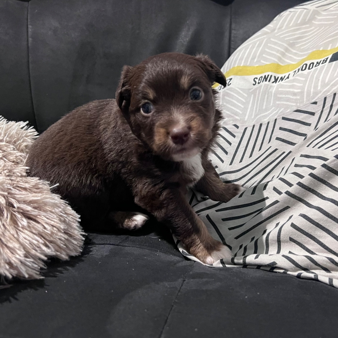 CHIOT 6