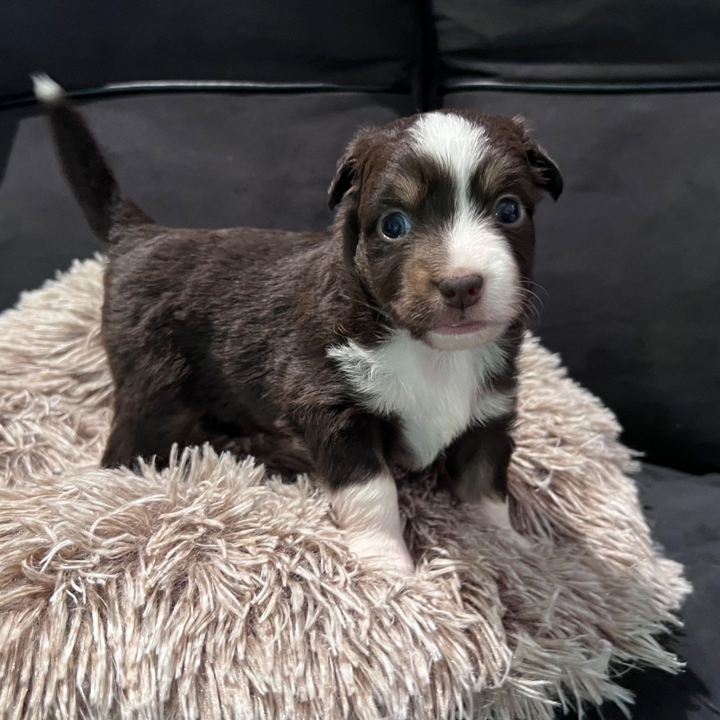 CHIOT 7