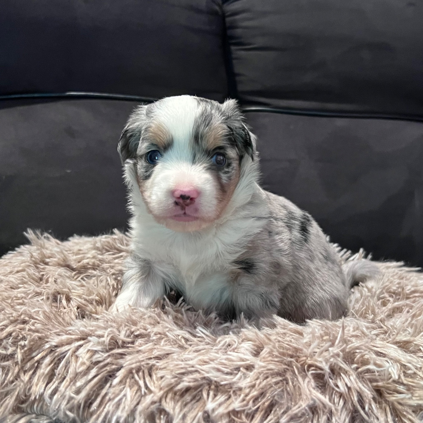 des Prairies d’Iloa - Chiots disponibles - Berger Américain Miniature 
