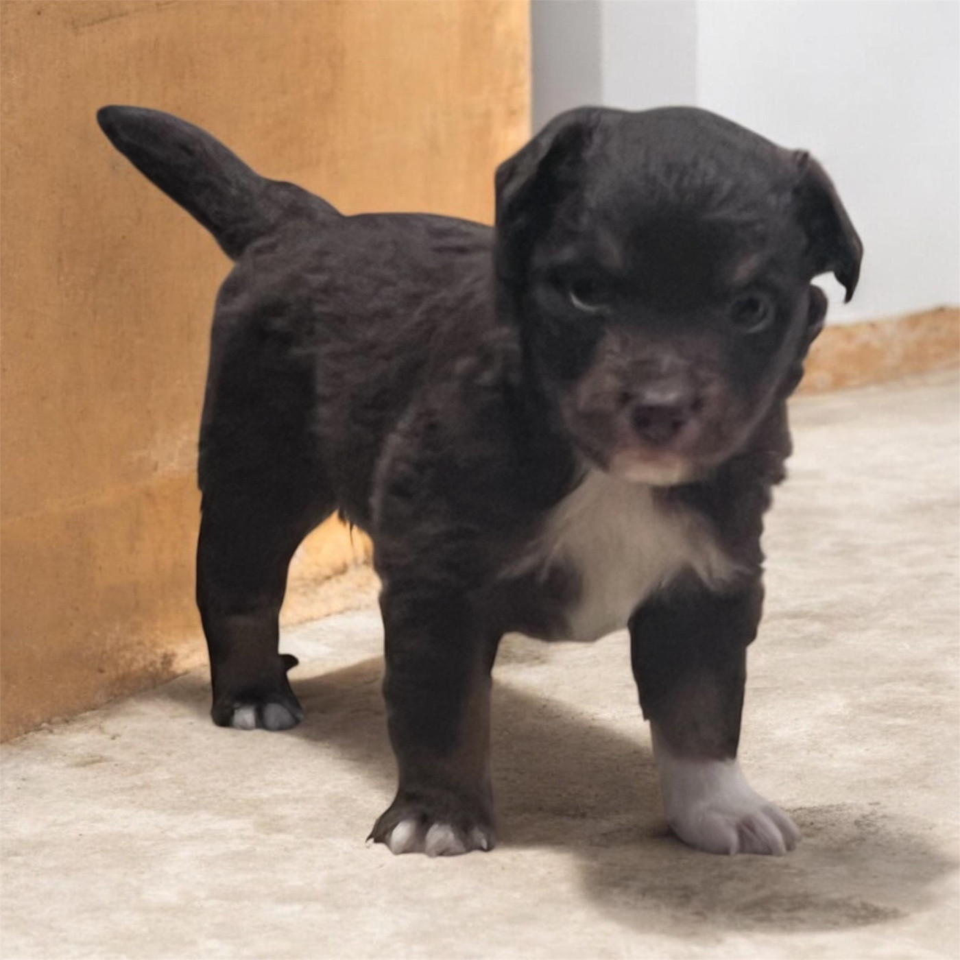 des Prairies d’Iloa - Chiots disponibles - Berger Américain Miniature 