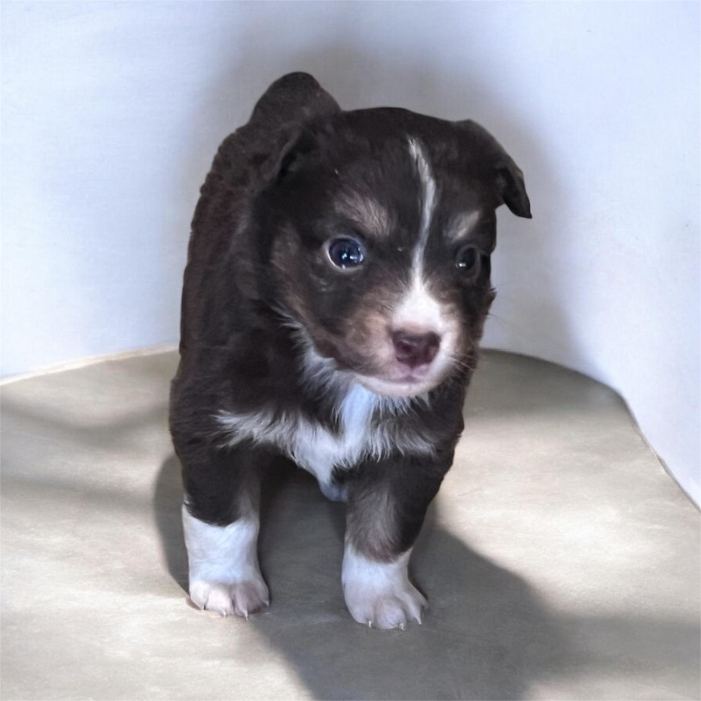 des Prairies d’Iloa - Chiots disponibles - Berger Américain Miniature 