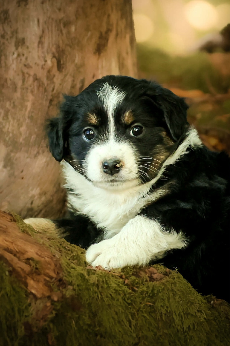 des Prairies d’Iloa - Chiots disponibles - Berger Américain Miniature 