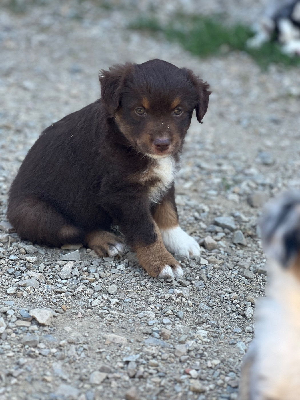 des Prairies d’Iloa - Chiots disponibles - Berger Américain Miniature 