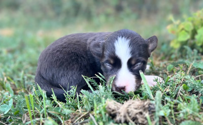 CHIOT 7