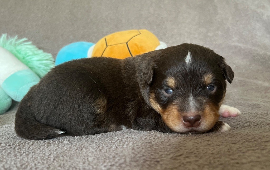 des Prairies d’Iloa - Chiots disponibles - Berger Américain Miniature 