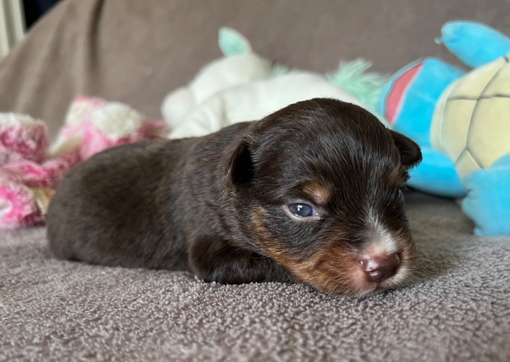 des Prairies d’Iloa - Chiots disponibles - Berger Américain Miniature 