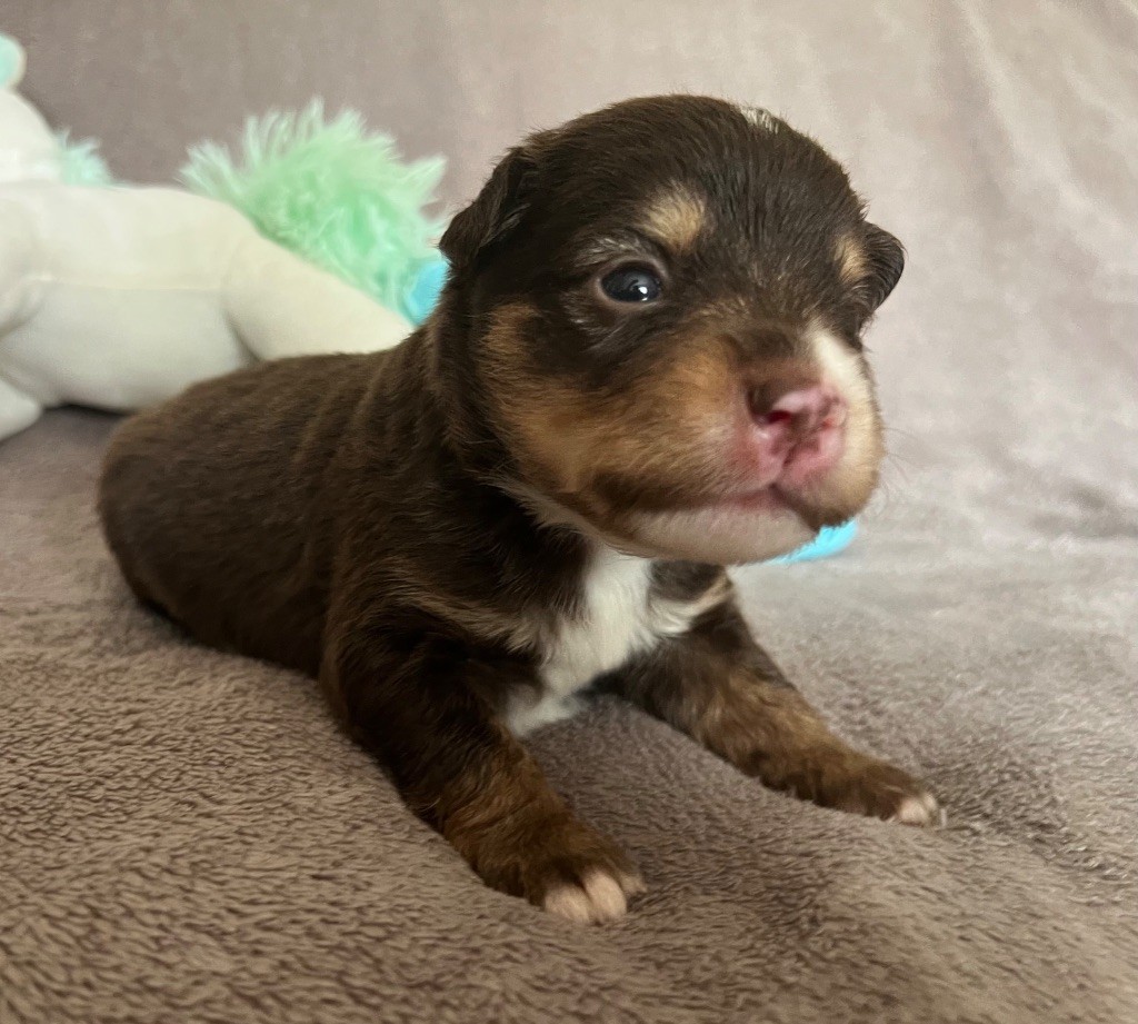 des Prairies d’Iloa - Chiots disponibles - Berger Américain Miniature 